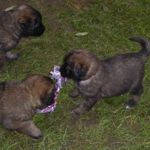 Rotes Halsband, Alma Magic (4 Wochen alt)